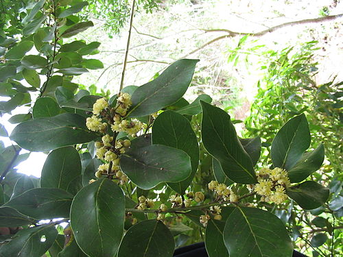 Laurus azorica